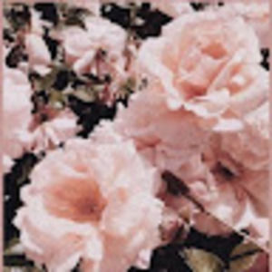 Meet your Posher, Alison